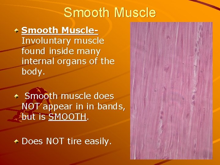 Smooth Muscle. Involuntary muscle found inside many internal organs of the body. Smooth muscle