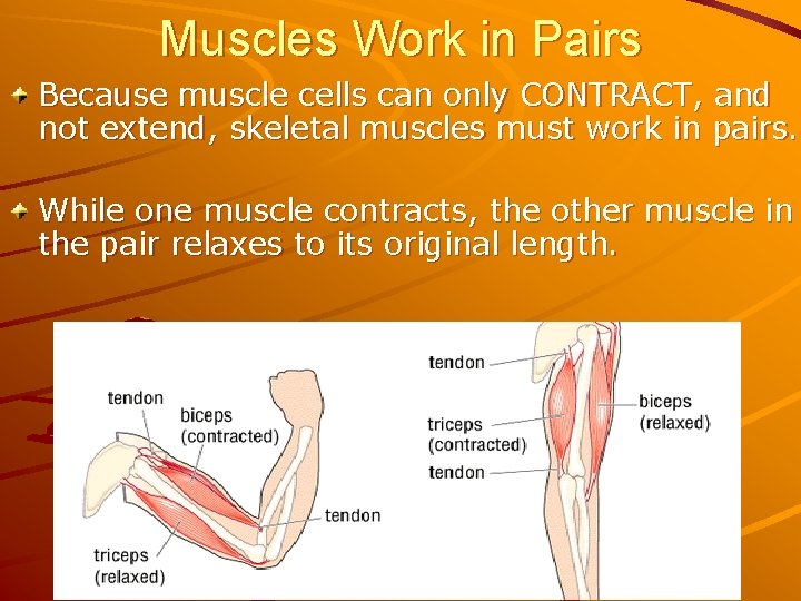 Muscles Work in Pairs Because muscle cells can only CONTRACT, and not extend, skeletal