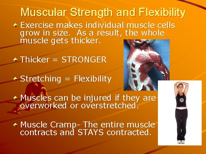 Muscular Strength and Flexibility Exercise makes individual muscle cells grow in size. As a