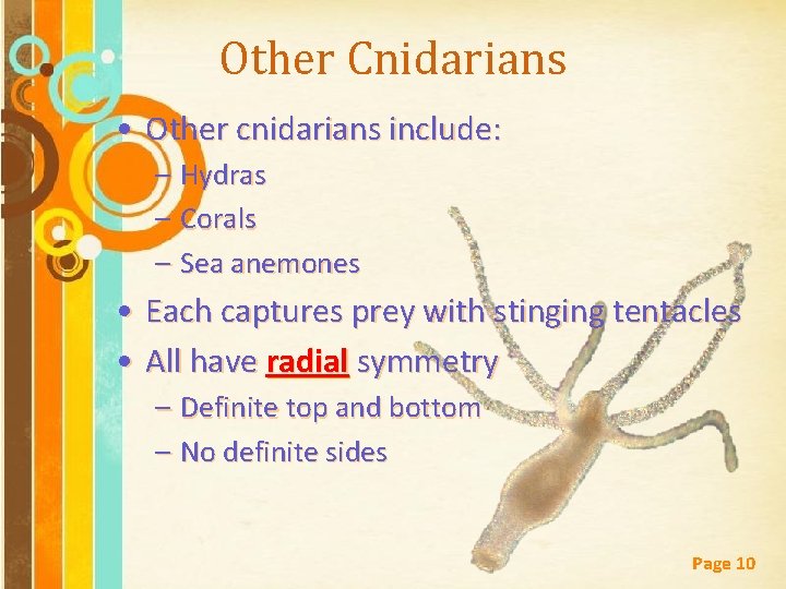 Other Cnidarians • Other cnidarians include: – Hydras – Corals – Sea anemones •