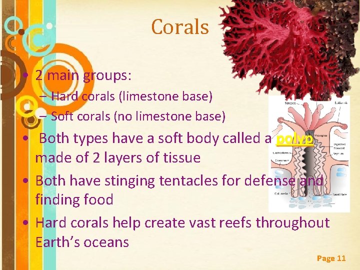 Corals • 2 main groups: – Hard corals (limestone base) – Soft corals (no