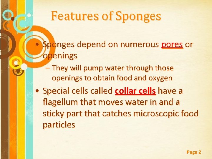 Features of Sponges • Sponges depend on numerous pores or openings – They will