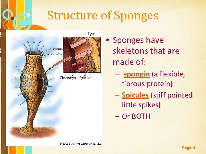 Structure of Sponges • Sponges have skeletons that are made of: – spongin (a
