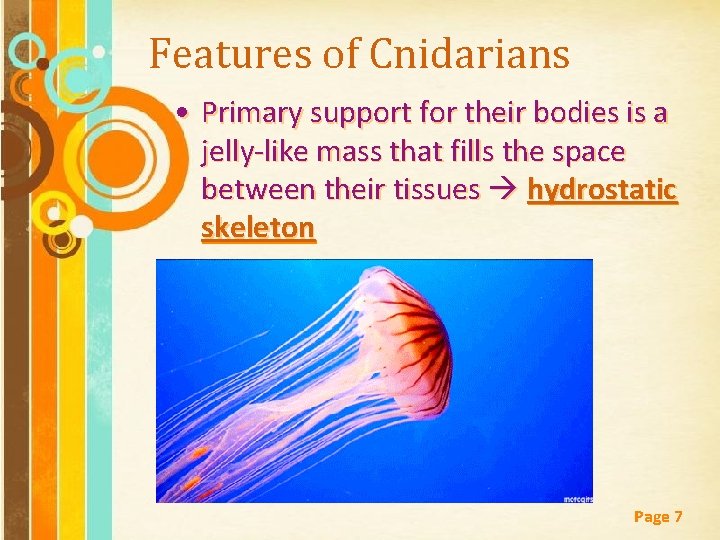 Features of Cnidarians • Primary support for their bodies is a jelly-like mass that