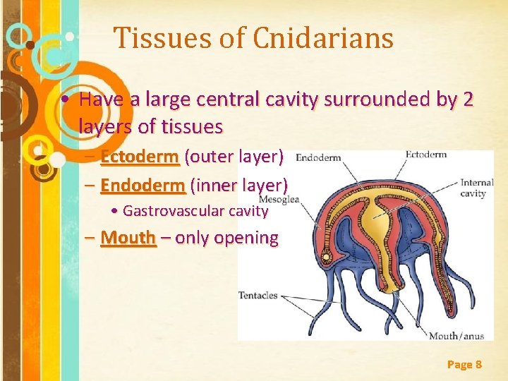 Tissues of Cnidarians • Have a large central cavity surrounded by 2 layers of