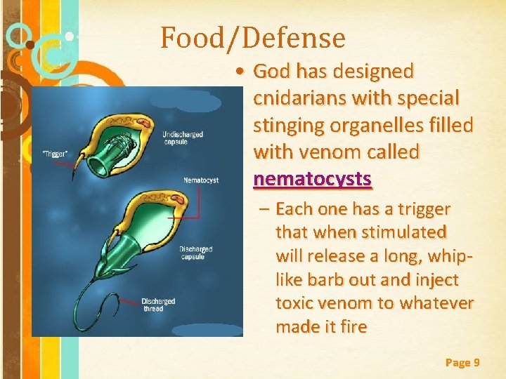 Food/Defense • God has designed cnidarians with special stinging organelles filled with venom called