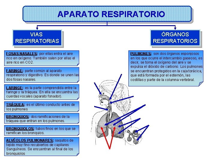 APARATO RESPIRATORIO VIAS RESPIRATORIAS FOSAS NASALES: por ellas entra el aire rico en oxígeno.