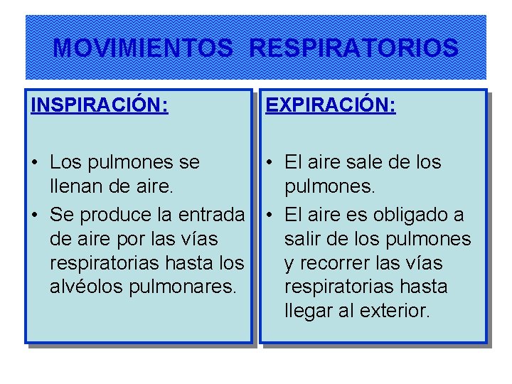 MOVIMIENTOS RESPIRATORIOS INSPIRACIÓN: EXPIRACIÓN: • Los pulmones se • El aire sale de los