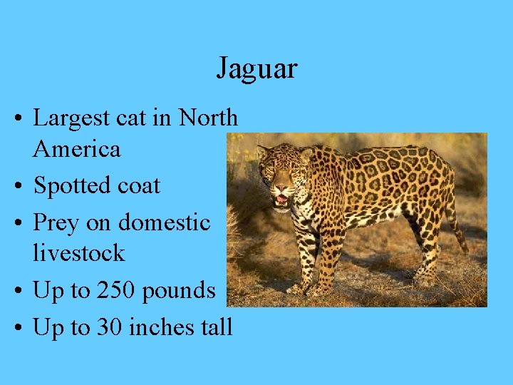 Jaguar • Largest cat in North America • Spotted coat • Prey on domestic