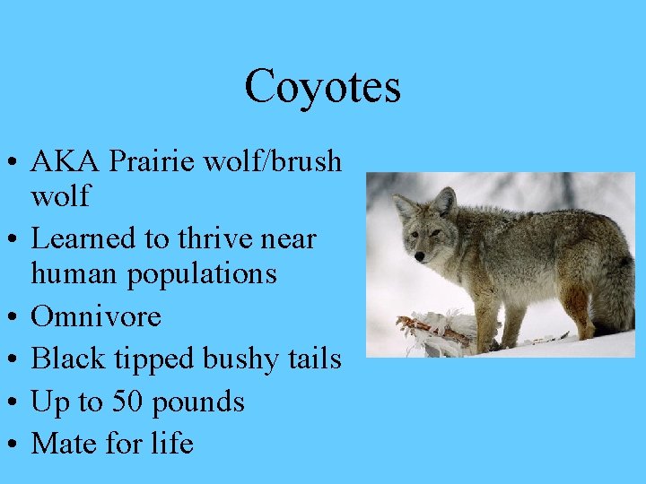 Coyotes • AKA Prairie wolf/brush wolf • Learned to thrive near human populations •