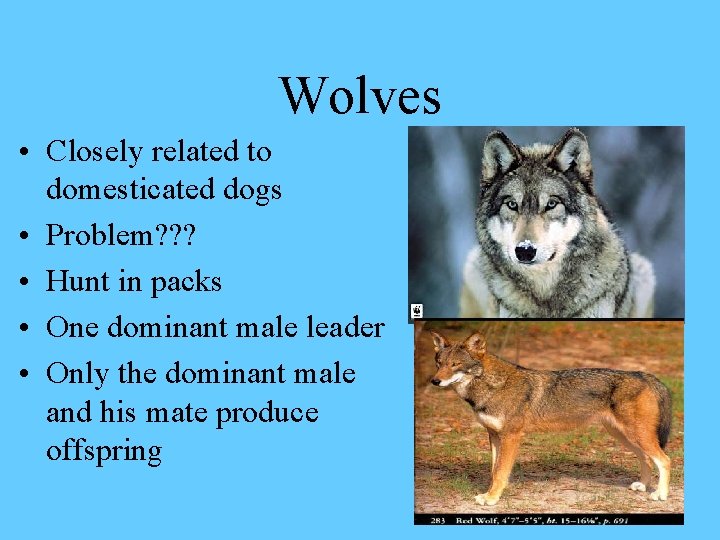 Wolves • Closely related to domesticated dogs • Problem? ? ? • Hunt in