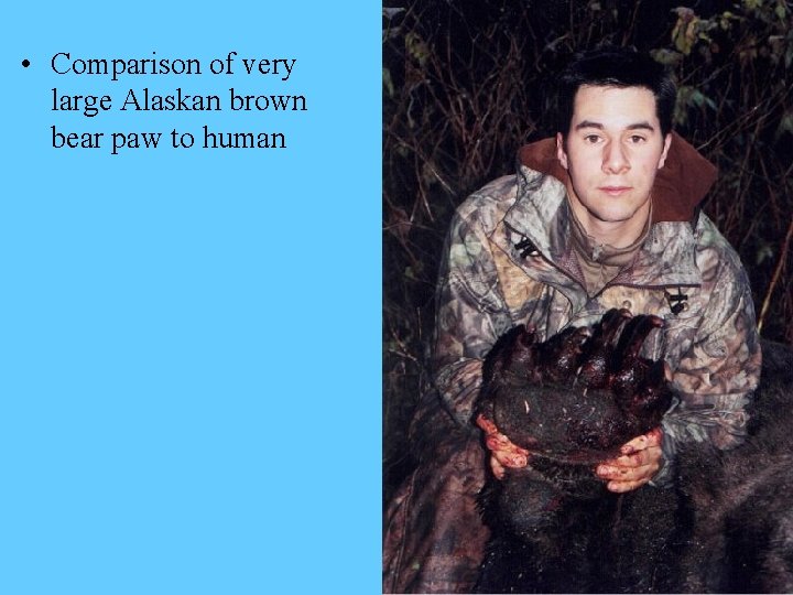 • Comparison of very large Alaskan brown bear paw to human 