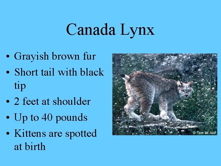 Canada Lynx • Grayish brown fur • Short tail with black tip • 2