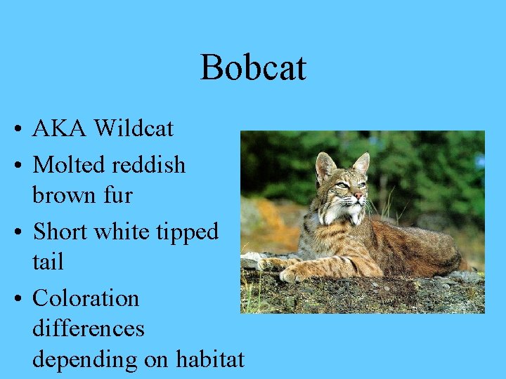 Bobcat • AKA Wildcat • Molted reddish brown fur • Short white tipped tail