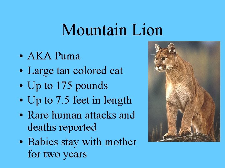 Mountain Lion • • • AKA Puma Large tan colored cat Up to 175