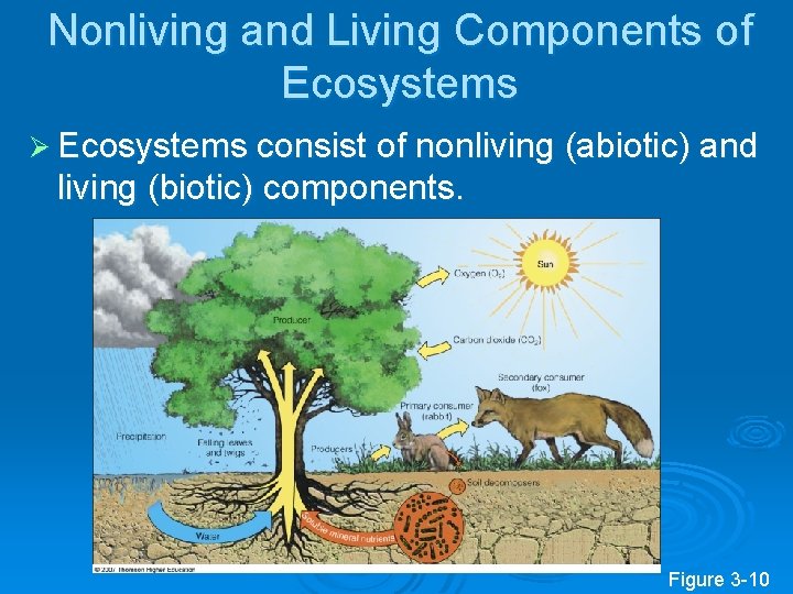 Nonliving and Living Components of Ecosystems Ø Ecosystems consist of nonliving (abiotic) and living