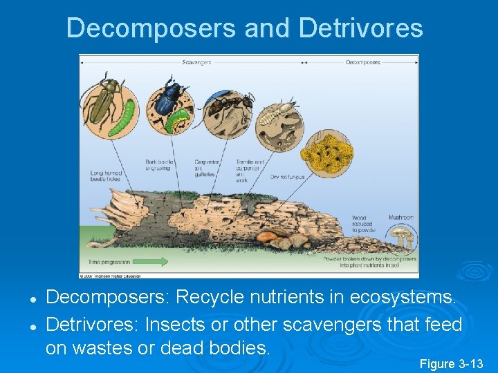 Decomposers and Detrivores l l Decomposers: Recycle nutrients in ecosystems. Detrivores: Insects or other