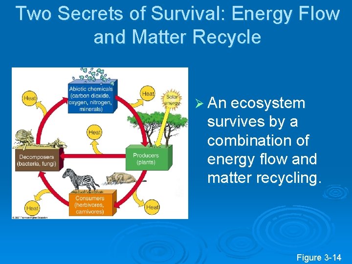 Two Secrets of Survival: Energy Flow and Matter Recycle Ø An ecosystem survives by