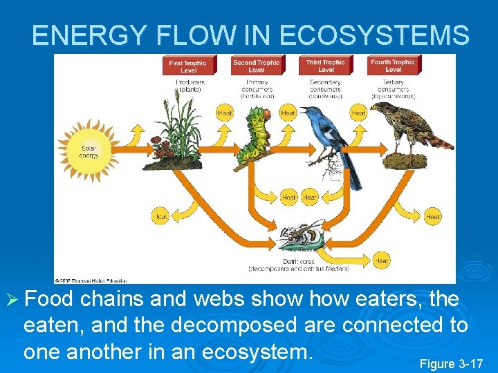 ENERGY FLOW IN ECOSYSTEMS Ø Food chains and webs show eaters, the eaten, and