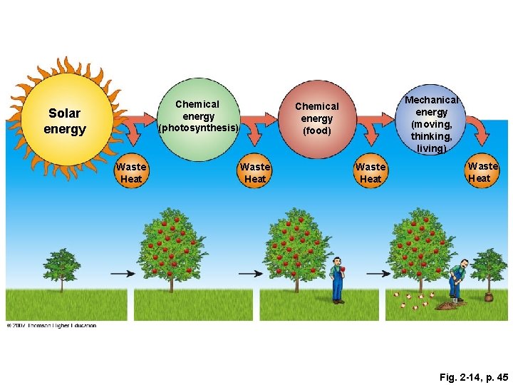 Chemical energy (photosynthesis) Solar energy Waste Heat Mechanical energy (moving, thinking, living) Chemical energy