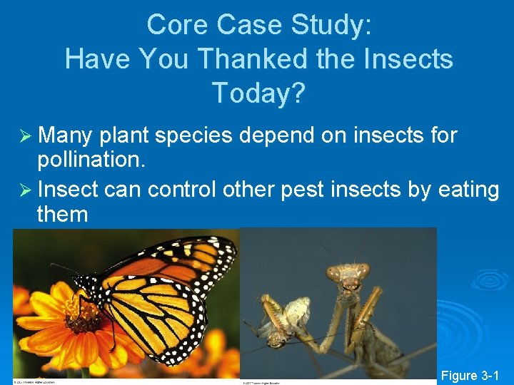 Core Case Study: Have You Thanked the Insects Today? Ø Many plant species depend