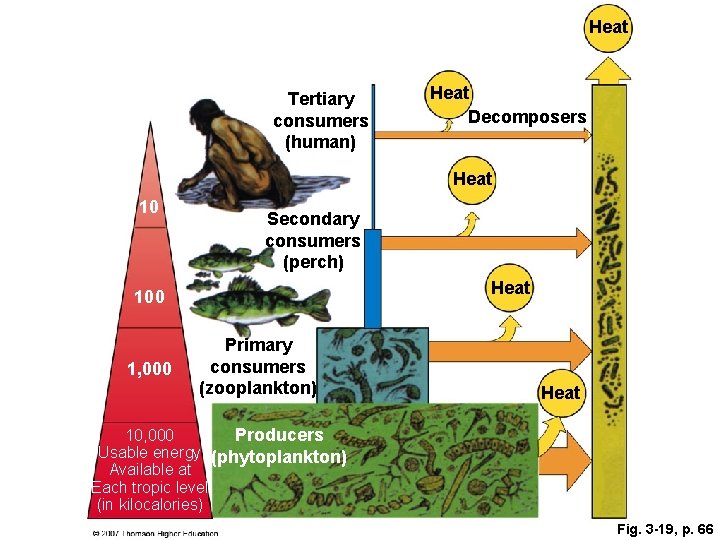 Heat Tertiary consumers (human) Heat Decomposers Heat 10 Secondary consumers (perch) Heat 100 1,