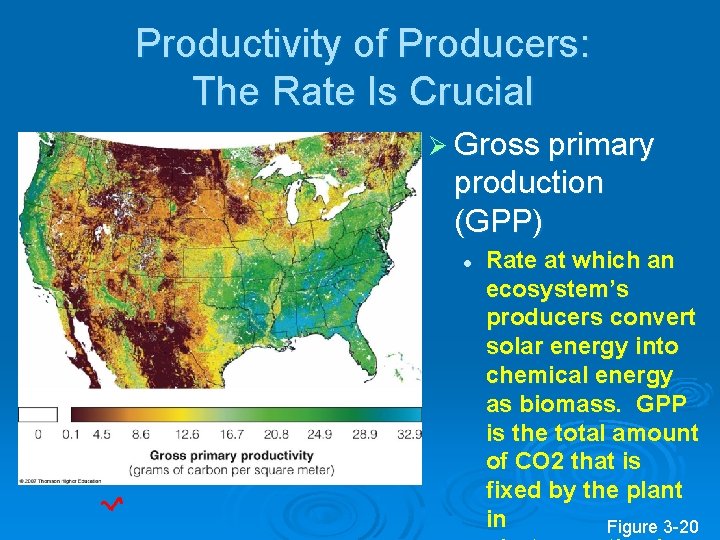 Productivity of Producers: The Rate Is Crucial Ø Gross primary production (GPP) l Rate