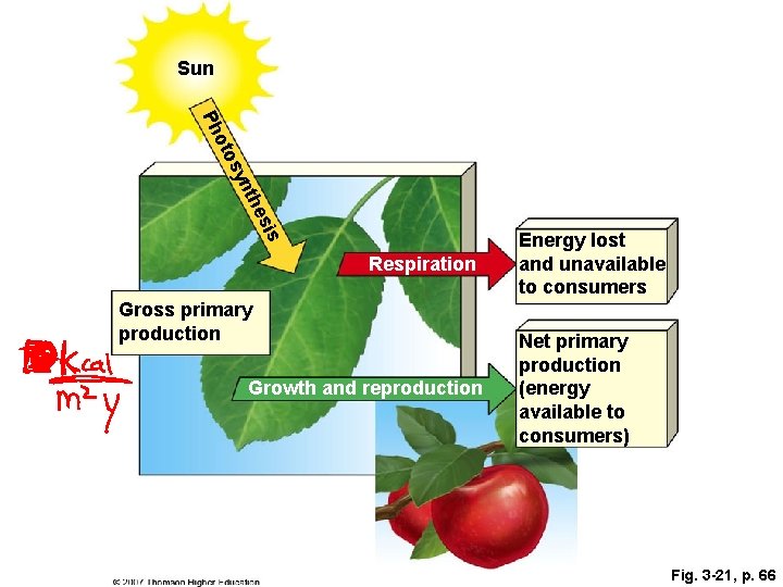 Sun o Ph sis the yn tos Respiration Gross primary production Growth and reproduction