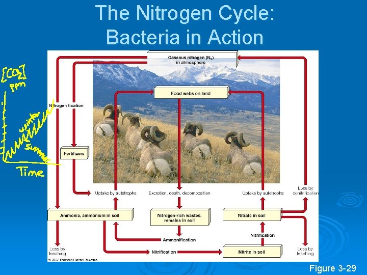 The Nitrogen Cycle: Bacteria in Action Figure 3 -29 