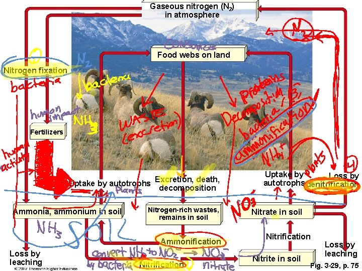 Gaseous nitrogen (N 2) in atmosphere Food webs on land Nitrogen fixation Fertilizers Uptake