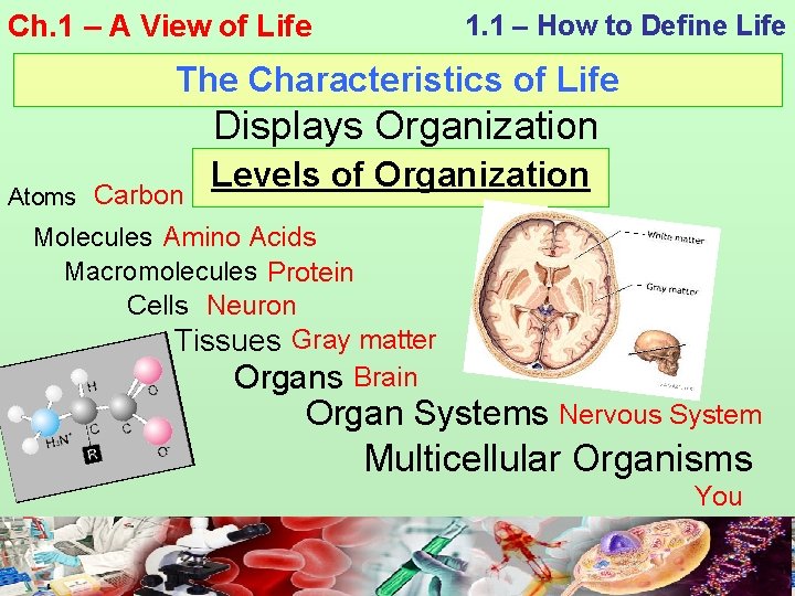 Ch. 1 – A View of Life 1. 1 – How to Define Life