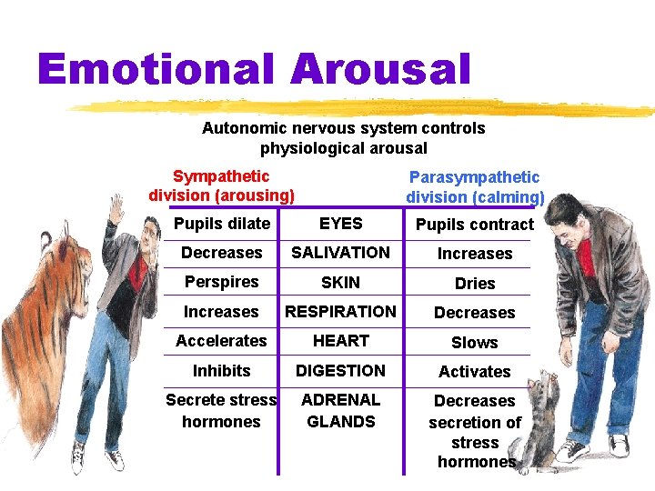 Emotional Arousal Autonomic nervous system controls physiological arousal Sympathetic division (arousing) Parasympathetic division (calming)