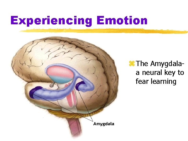 Experiencing Emotion z The Amygdalaa neural key to fear learning 