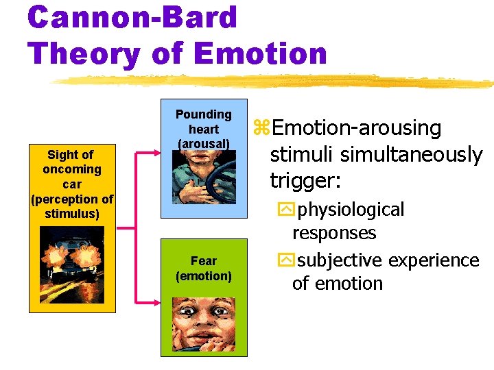 Cannon-Bard Theory of Emotion Sight of oncoming car (perception of stimulus) Pounding heart (arousal)