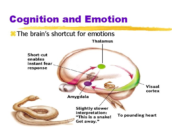 Cognition and Emotion z The brain’s shortcut for emotions 
