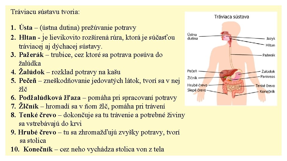 Tráviacu sústavu tvoria: 1. Ústa – (ústna dutina) prežúvanie potravy 2. Hltan - je