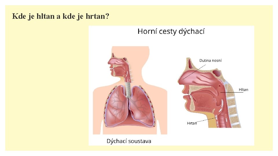 Kde je hltan a kde je hrtan? 