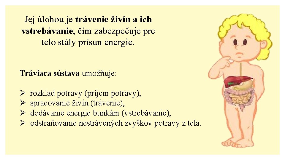 Jej úlohou je trávenie živín a ich vstrebávanie, čím zabezpečuje pre telo stály prísun