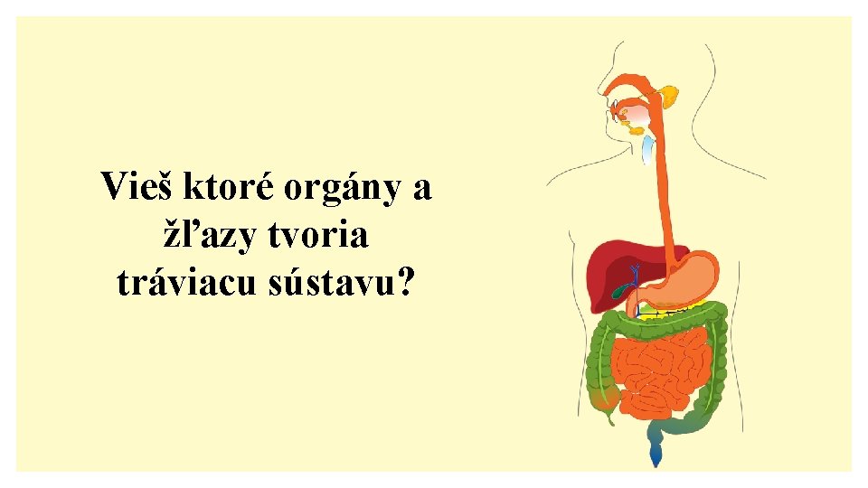 Vieš ktoré orgány a žľazy tvoria tráviacu sústavu? 