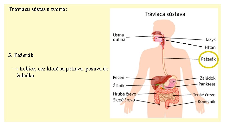 Tráviacu sústavu tvoria: 3. Pažerák → trubice, cez ktoré sa potrava posúva do žalúdka