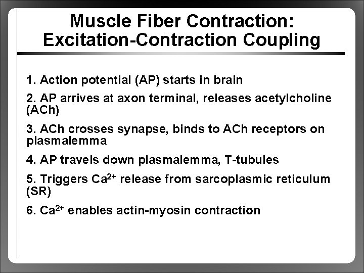 Muscle Fiber Contraction: Excitation-Contraction Coupling 1. Action potential (AP) starts in brain 2. AP