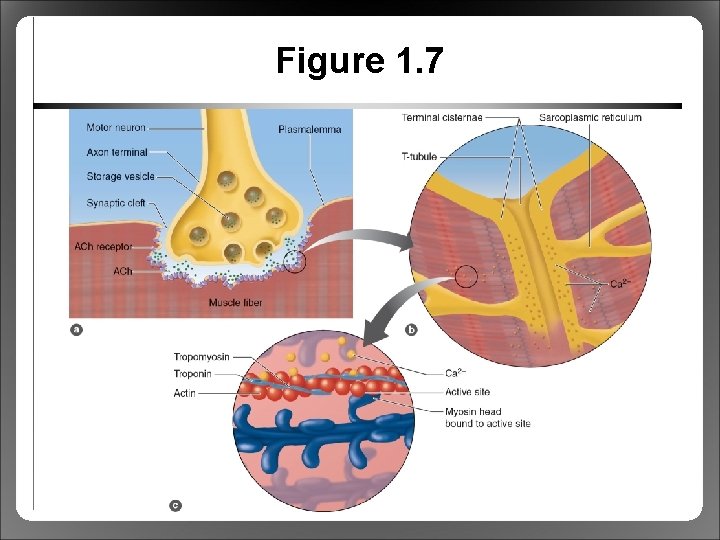 Figure 1. 7 