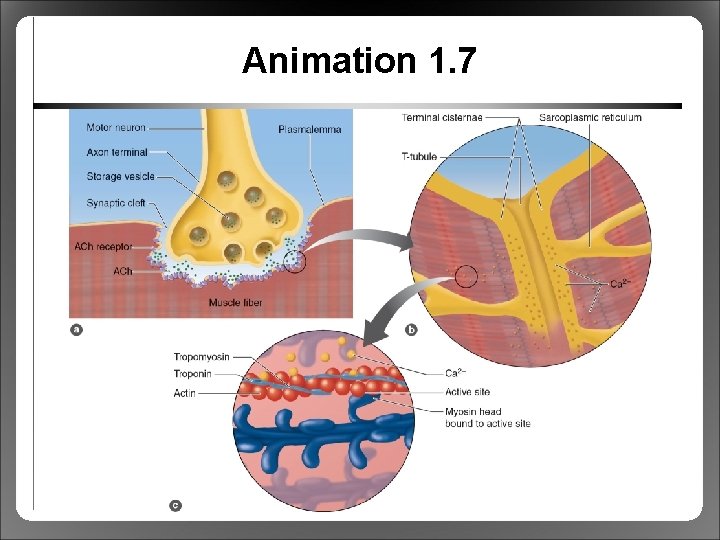 Animation 1. 7 