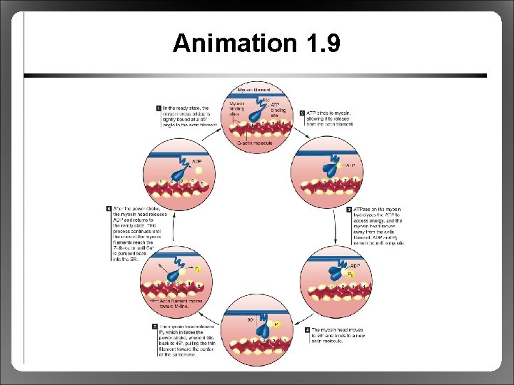 Animation 1. 9 