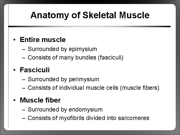 Anatomy of Skeletal Muscle • Entire muscle – Surrounded by epimysium – Consists of