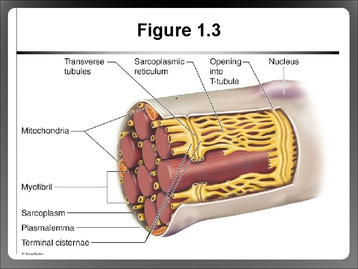 Figure 1. 3 