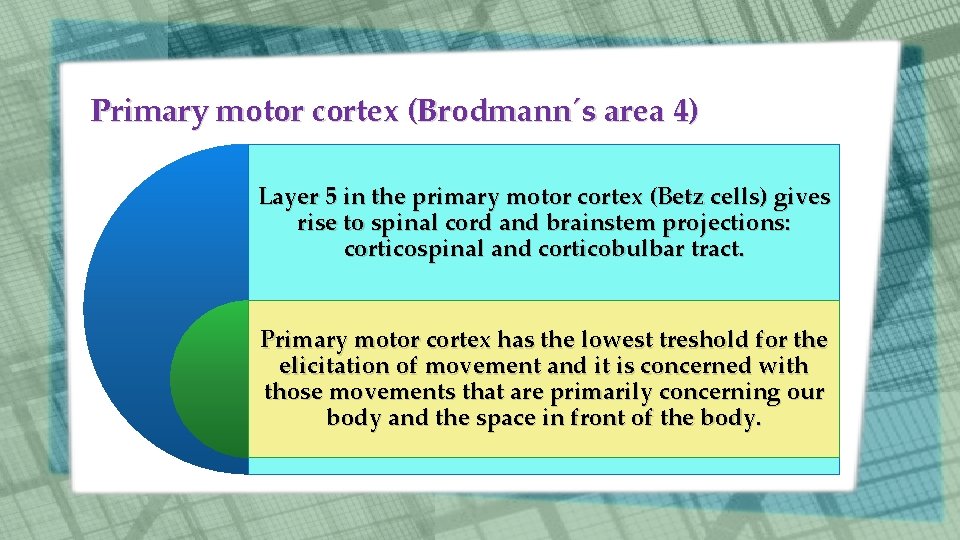 Primary motor cortex (Brodmann´s area 4) Layer 5 in the primary motor cortex (Betz