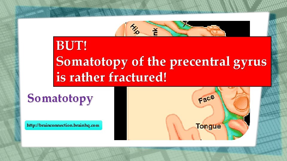 BUT! Somatotopy of the precentral gyrus is rather fractured! Somatotopy http: //brainconnection. brainhq. com BUT! Somatotopy of the precentral gyrus is rather fractured! Somatotopy http: //brainconnection. brainhq. com