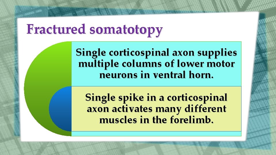 Fractured somatotopy Single corticospinal axon supplies multiple columns of lower motor neurons in ventral Fractured somatotopy Single corticospinal axon supplies multiple columns of lower motor neurons in ventral