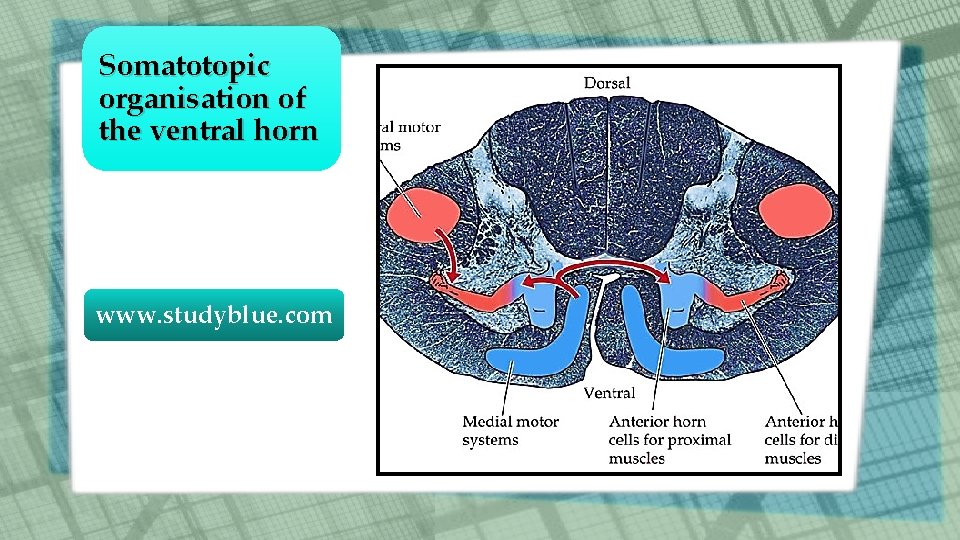 Somatotopic organisation of the ventral horn www. studyblue. com Somatotopic organisation of the ventral horn www. studyblue. com